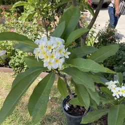 Plumeria Plant