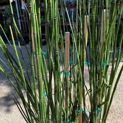 Horsetail Plant/ Cola De Caballo Planta/ Bamboo