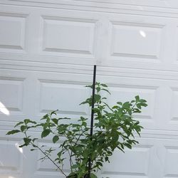 Planta nicle.  Plant