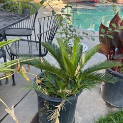 Sago Plant And Plum Tree 