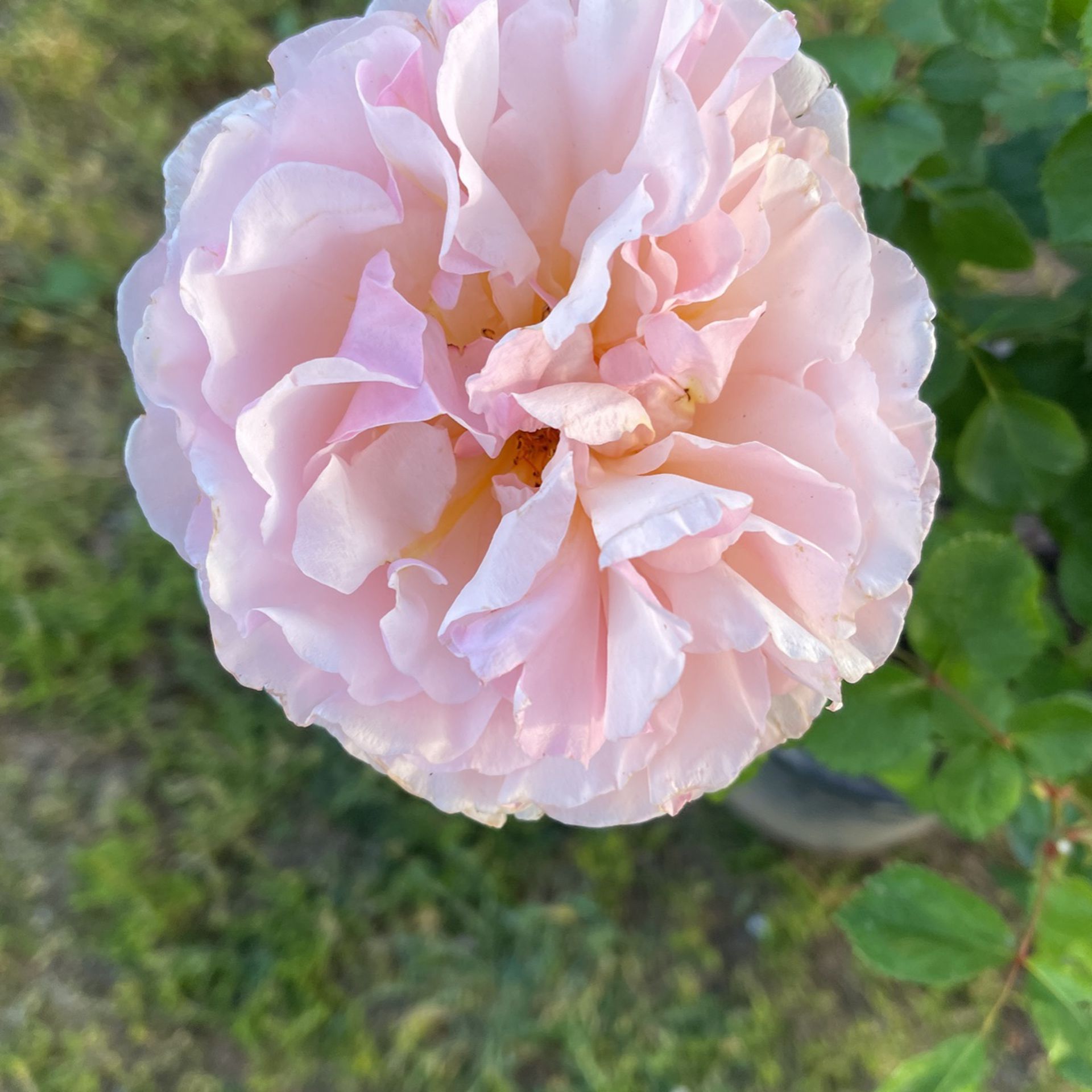 Rose Bush Plant Flower 