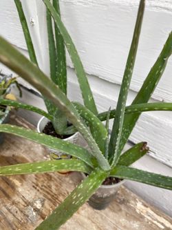 Savila🪴o aloe vera$6