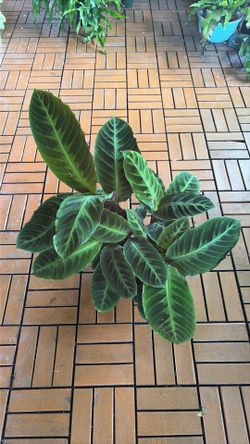Calathea Warscewiczii tropical houseplant