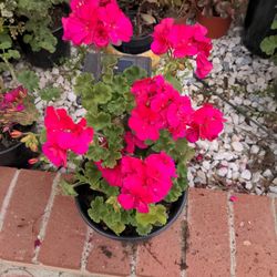 Planta De Malva