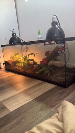 Snake comes with tank, ball python. Cant keep moving out need gone asap