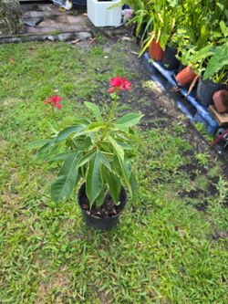 Jatropha tree 3FT $10.00