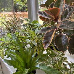 10 Healthy houseplants!
