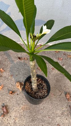 Plumeria plants different sizes