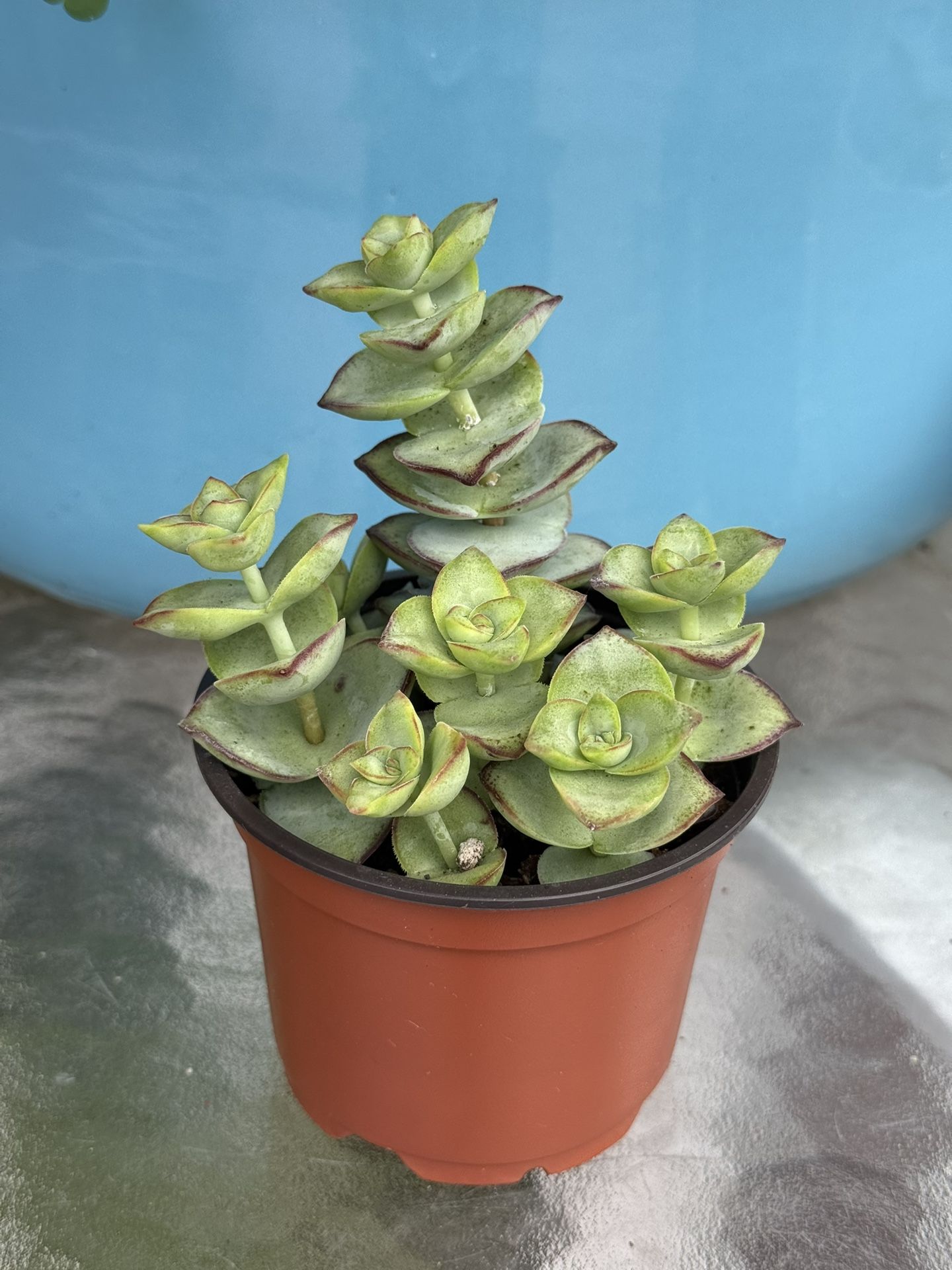 4” pot - Succulent 