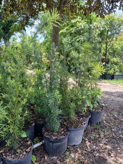 Podocarpus Hedges on sale now $19