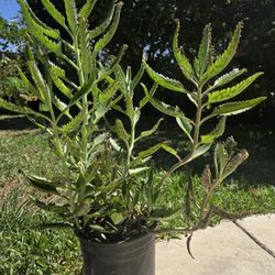 Kalanchoe Mother Of Thousand Plant Medesinal 