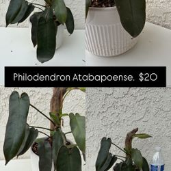 Philodendron Atabapoense 
