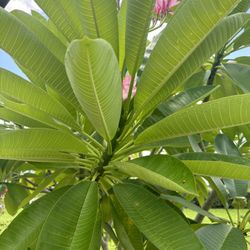 Plumeria Trees  Hawaiian PINk Flowers 