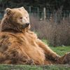 BEARY-Cheap 