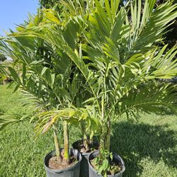 Christmas palms  over 6 to 7 feet tall  Instant  Privacy  and decoration 