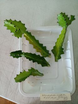 Euphorbia Antiquorum Cuttings 6" $10 -Deltona, Fl Pickup