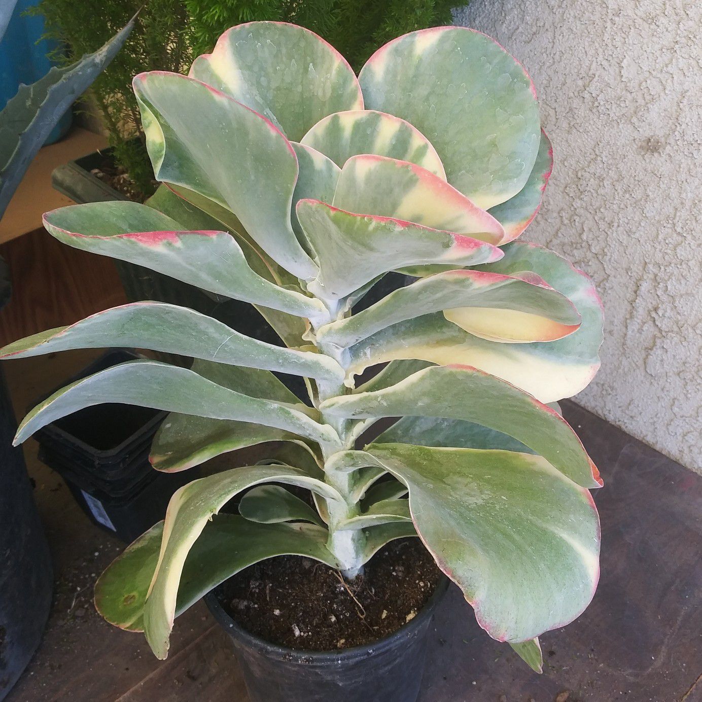 Rare Variegated Kalanchoe Flapjack / Paddle Plant Succulent