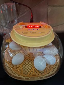 Assorted chicken eggs/turkey