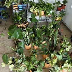 Healthy Thriving Houseplants Live Plants Home Decor - 10 each (Large Selection)