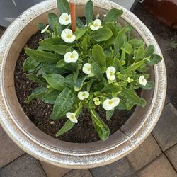 White Crown of Christ Plants Small Flower in Gallon Pots Not Yet in Flower The Big $45 And $20 Each 