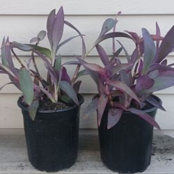 Tradescantia Purple Heart Plants 🪴 $6 Each