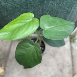 Syngonium Chiapense House Plant, In 1 Gallon Pot Pick Up Only