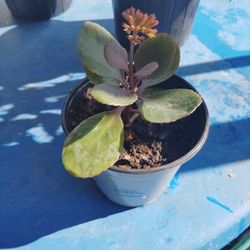 calancho color rojo$2