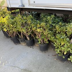 Jade Plant One Gallon $4 Each 