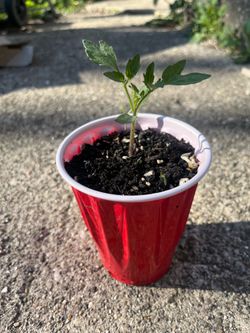 beefsteak tomatoes