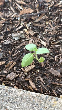 Got Dusty or Unused Garden Seeds