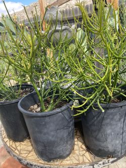 Plants 