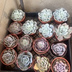 Succulent Sale 