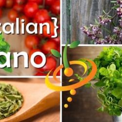 Italian Oregano Plants  🪴🌿💊🍕🇮🇹