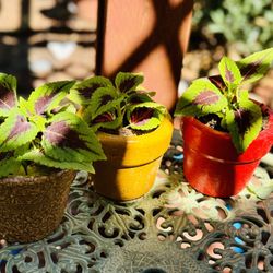 Plants In Mexican Clay  Pots $8 Each Or 2x$15