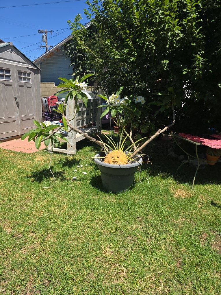 White plumeria Plant with solar lights and pineapple.