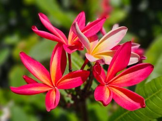 Plumeria cutting