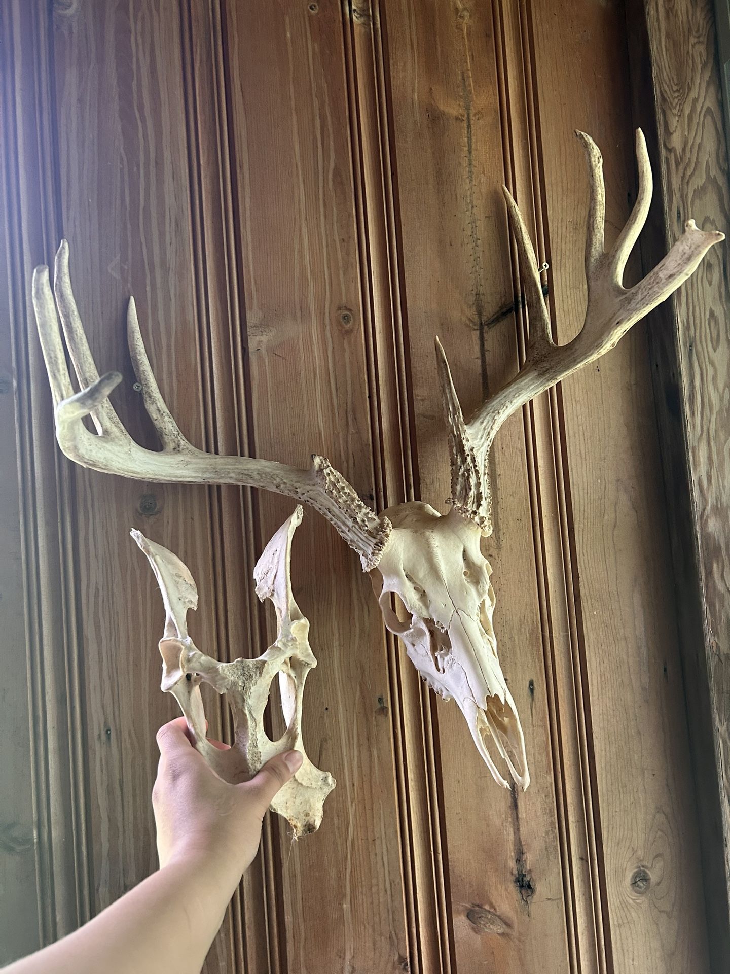Deer skull