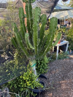 Euphorbia