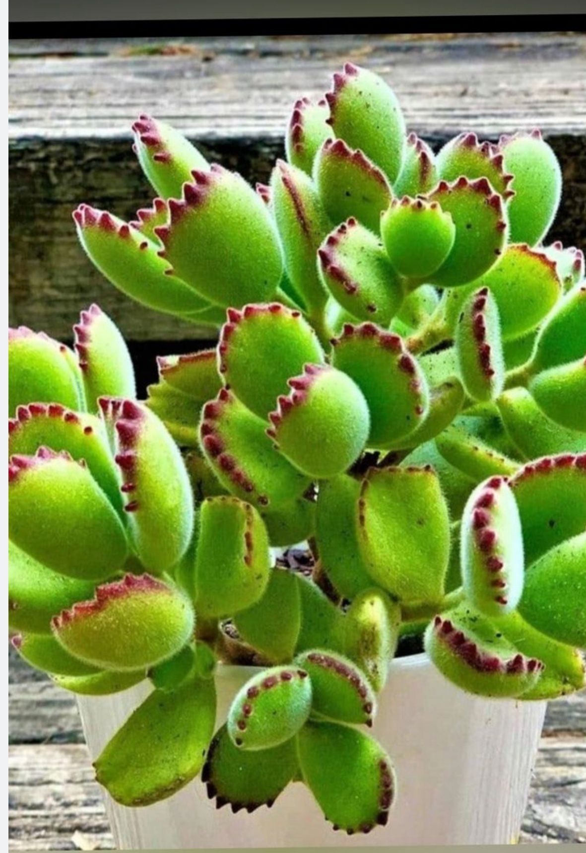 Bears Paw Succulent 🪴🐻