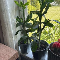 Cactus Plant 