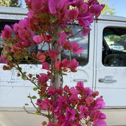 Bougainvillea Plant Flower 