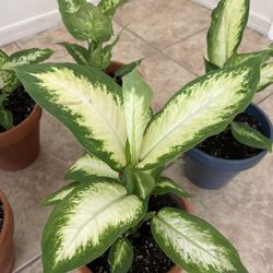 Plants For Sale 20 Each 
