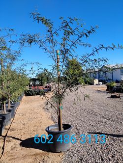 Mesquite Trees
