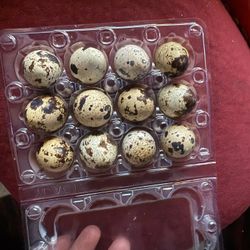 Quail Eggs And Quail Chicks , And Chicken Eggs