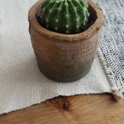 Cactus Plant