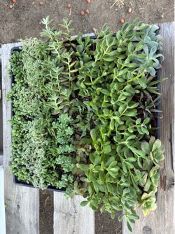 Succulents, $1 each