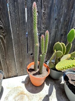 Cactus plant