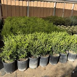 Japanese Boxwood 5 Gallons 