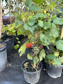 Muscadine Grape Tree
