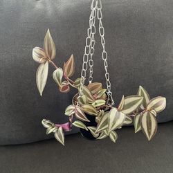 Tradescantia Zebrina